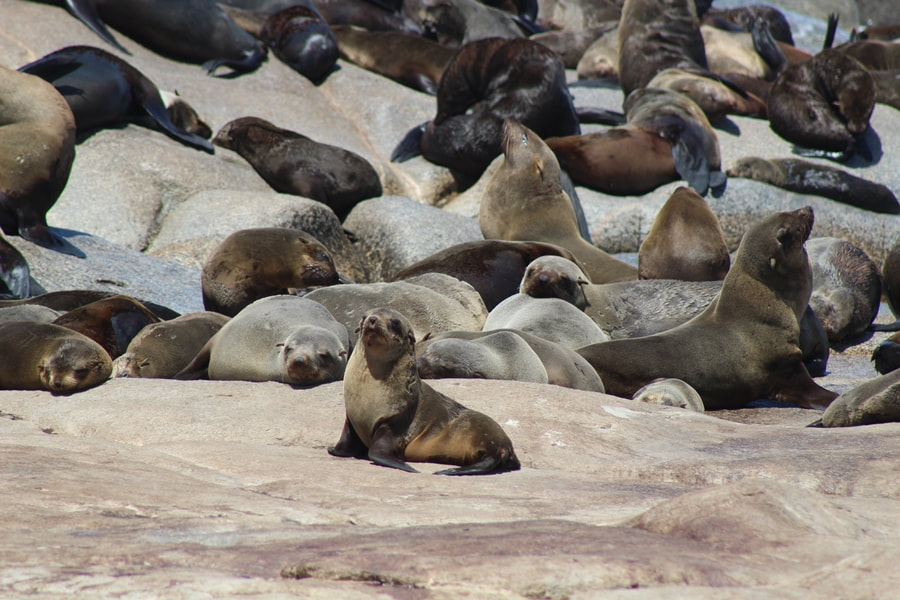 Cape fur Seals, Mowe bay, Namibia