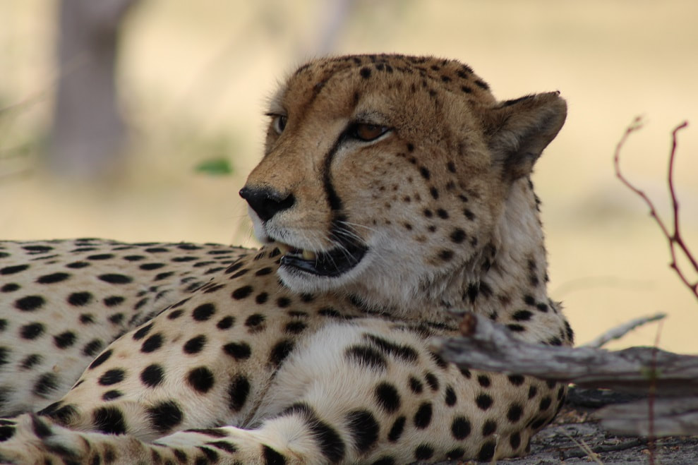 Cheetah, Kwara Private Reserve, Okavango Delta
