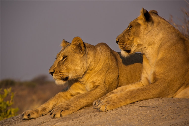 Lionesses in the Central Kalahari 