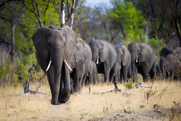 Elephants, Hwange National Park