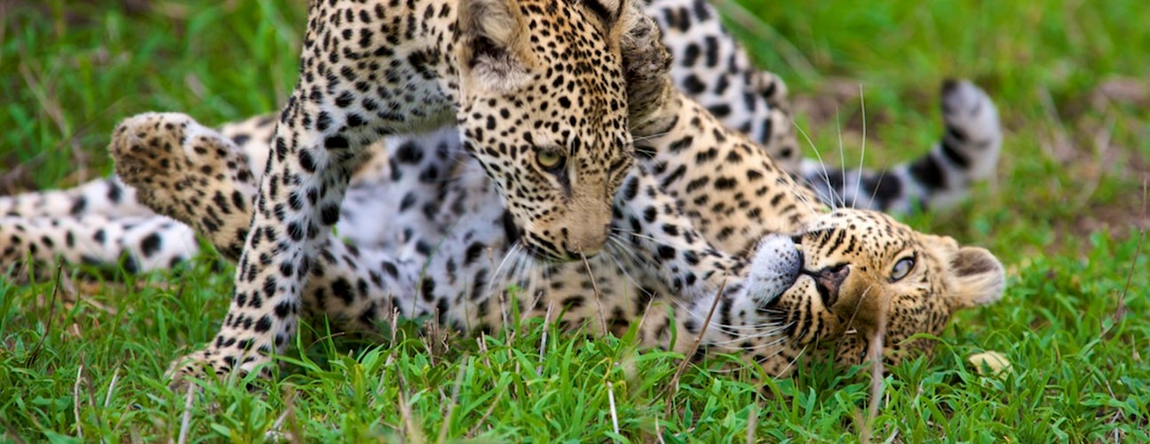 Leopards playing, Kapama Game Reserve