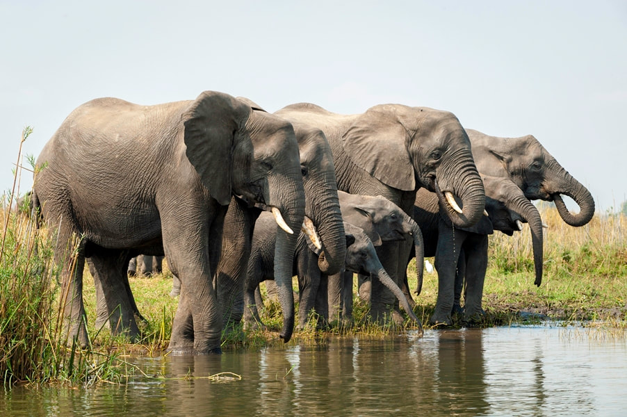 Elephant herd, Liwonde