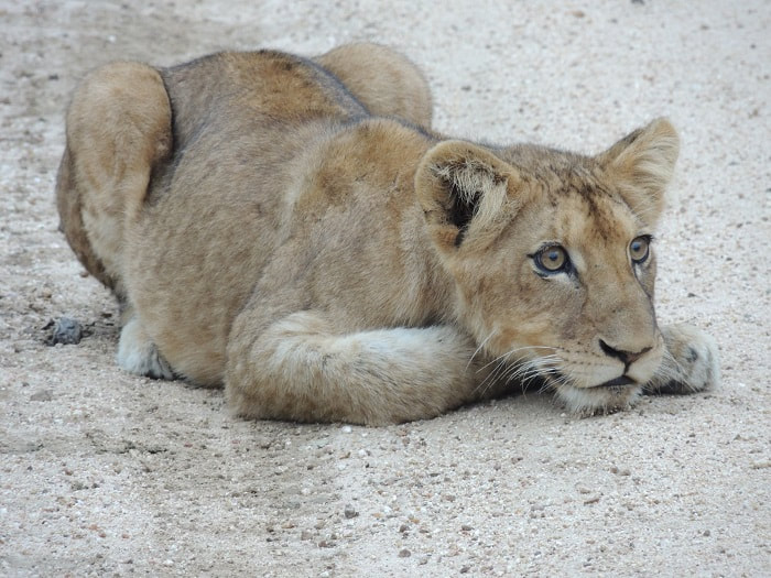Lion Cub, Kruger Park, South Africa