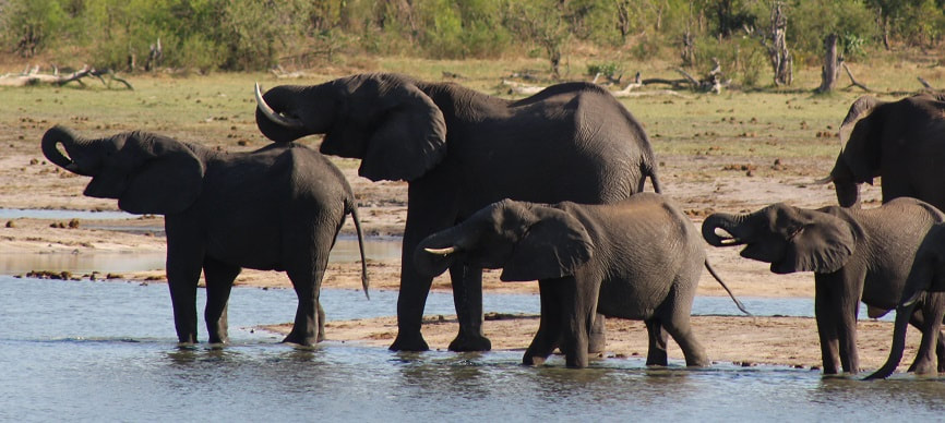 Elephants at waterhole, Nogatsaa, Botswana