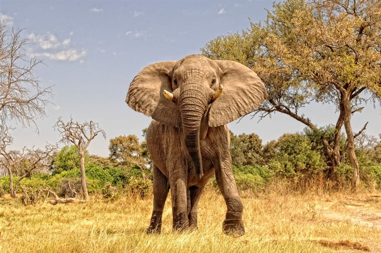 Elephant, Moremi Game Reserve, Botswana