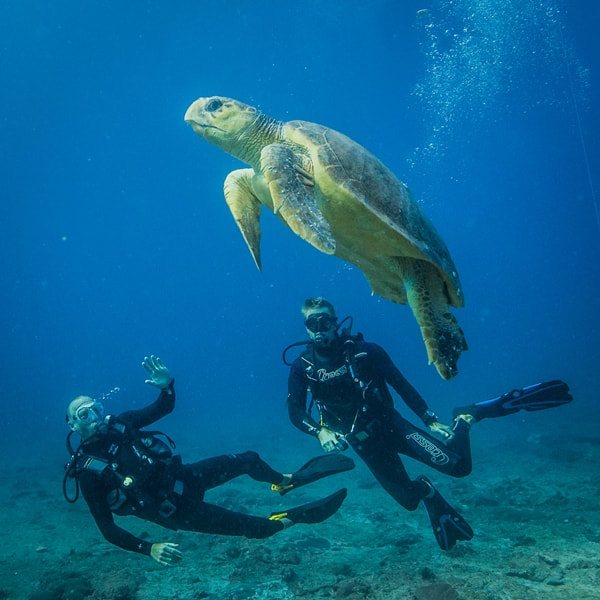 Diving off Bazaruto Archipelago, with turtle