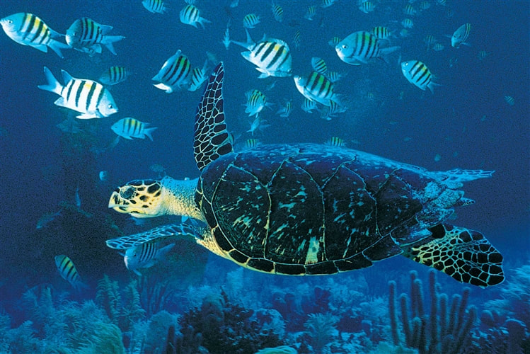 Turtle swimming, Bazaruto Archipelago, Mozambique