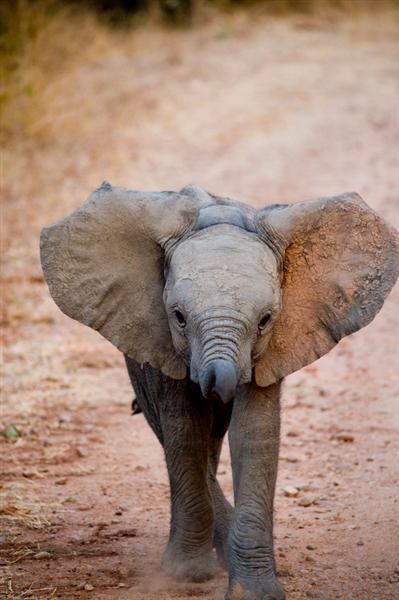 Elephant calf, South Luangwa, Zambia