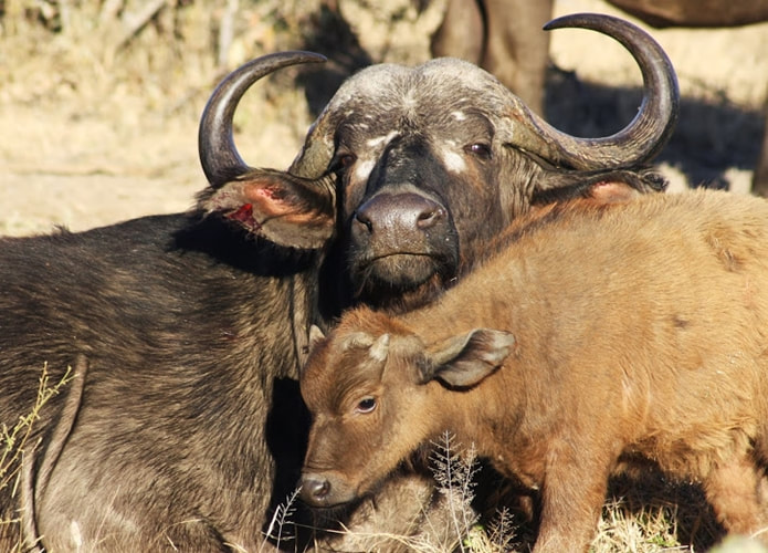 Buffalo cow and calf, Klaserie