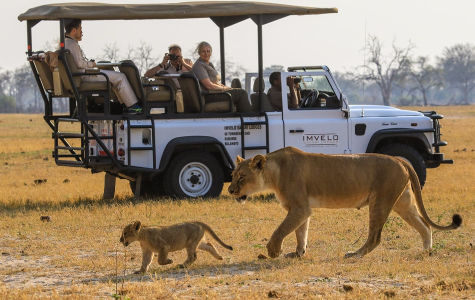 Game drive, Hwange, with lion sighting