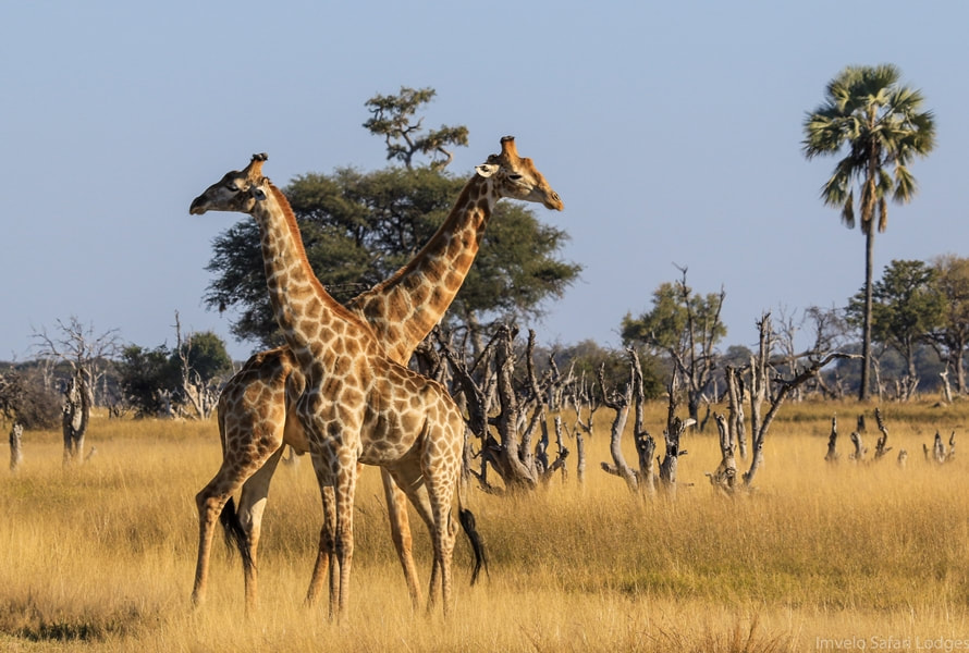 Giraffe, Hwange National Park