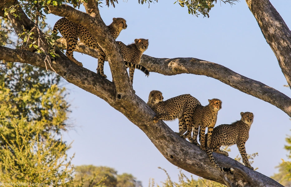 Cheetah family in a tree, Hwange National Park