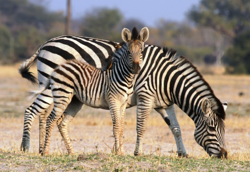 Plains zebra and foal, Hwange