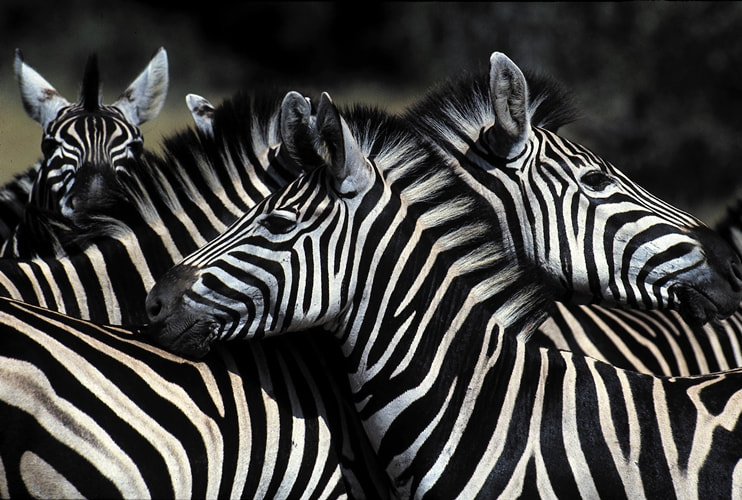 Plains Zebra, Kalahari, Botswana