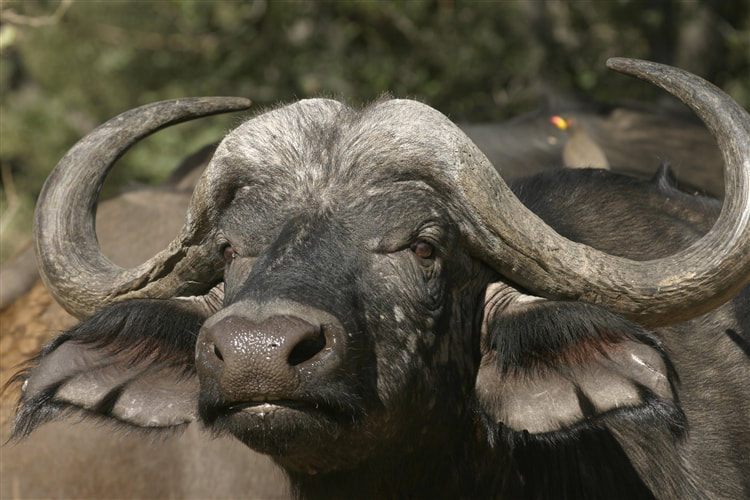 Cape Buffalo, Chobe, Botswana