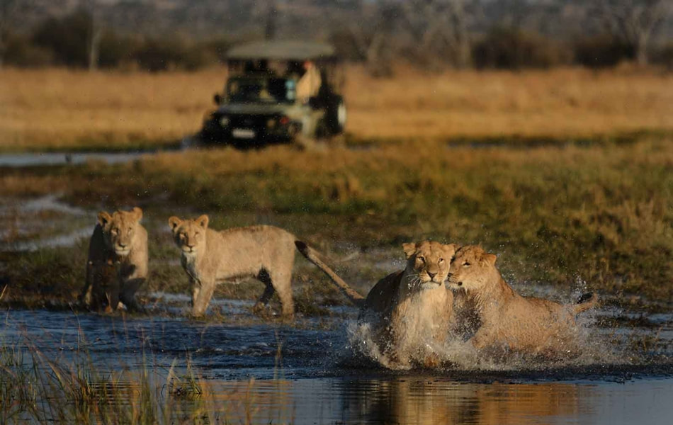 Lions in the Okavango Delta, Botswana