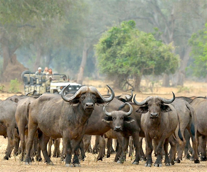 Cape Buffalo, Lower Zambezi