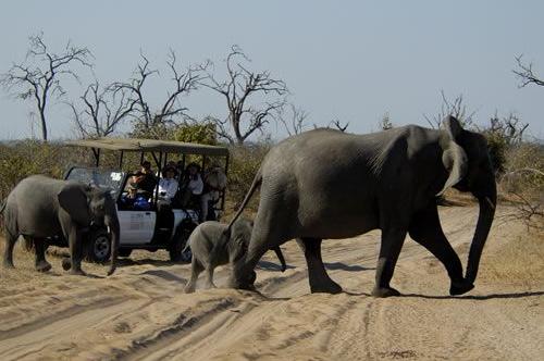 Game drive northern Chobe, and elephant sighting