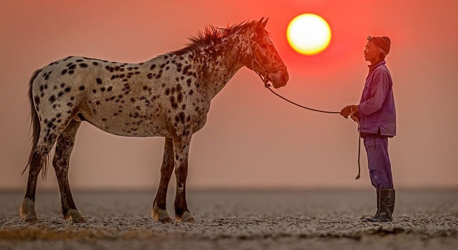 Appaloosa Horse, Sunset, Makgadikgadi Pans
