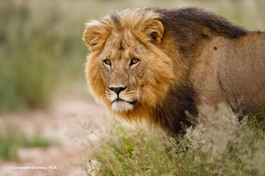 Lion, Central Kalahari Game Reserve, Botswana