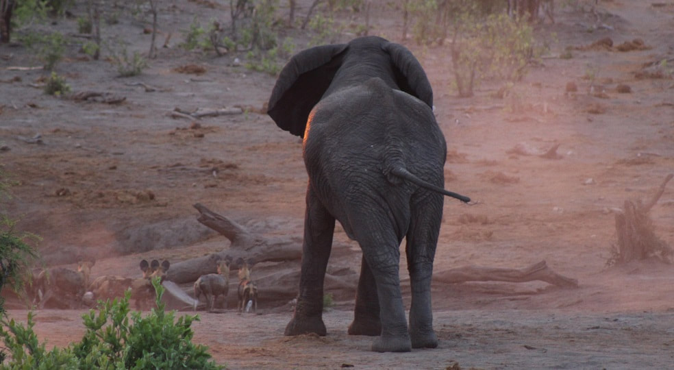 Elephant and wild dog at sunset, Khwai Private Reserve, Botswana