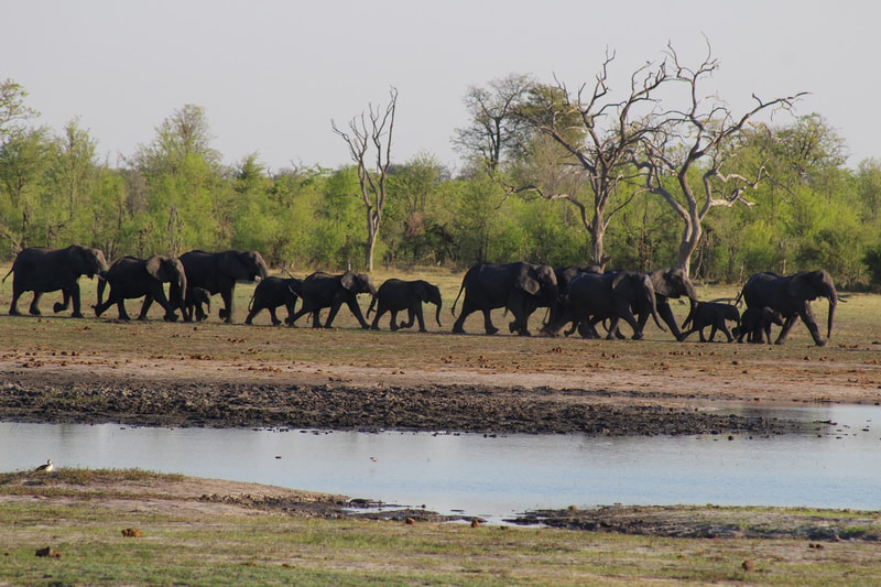 Elephants in Chobe, at waterhole