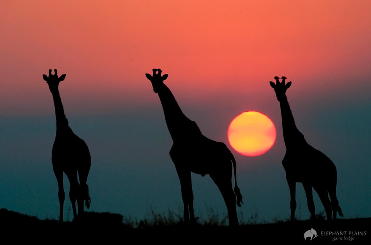 Giraffe at sunset, Thornybush, South Africa
