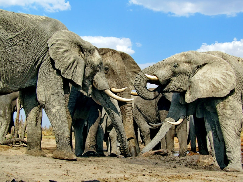Herd of elephant, Moremi