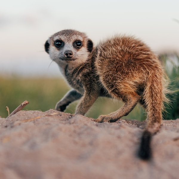 Baby meerkat, Makgadikgadi Pans