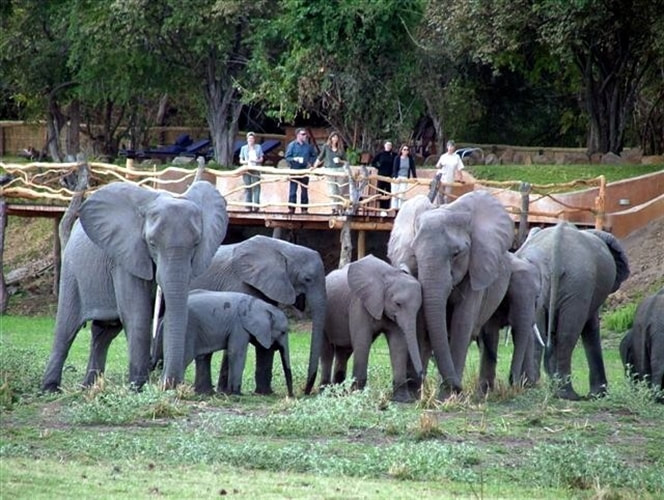 Elephant herd, South Luangwa 