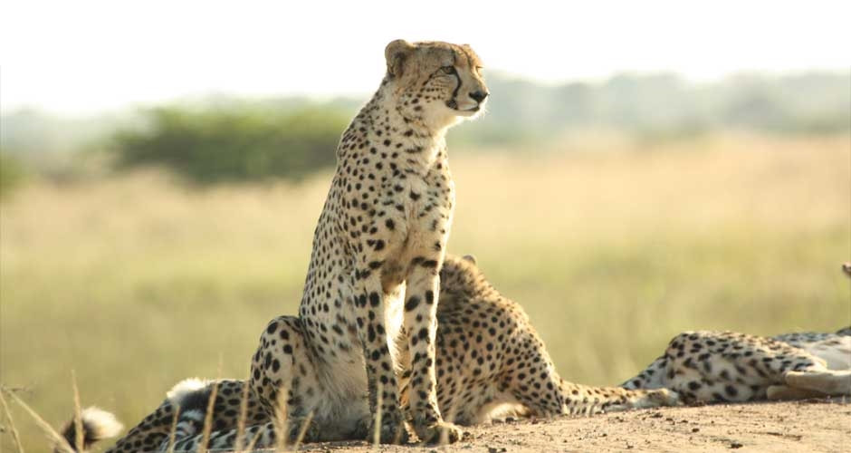 Cheetah and cubs, Kafue National Park, Zambia