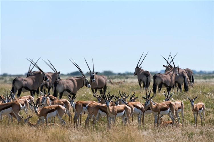 Oryx and Impala, Kalahari Desert, Botswana