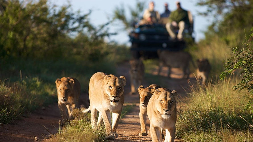 Lions, Kapama Game Reserve