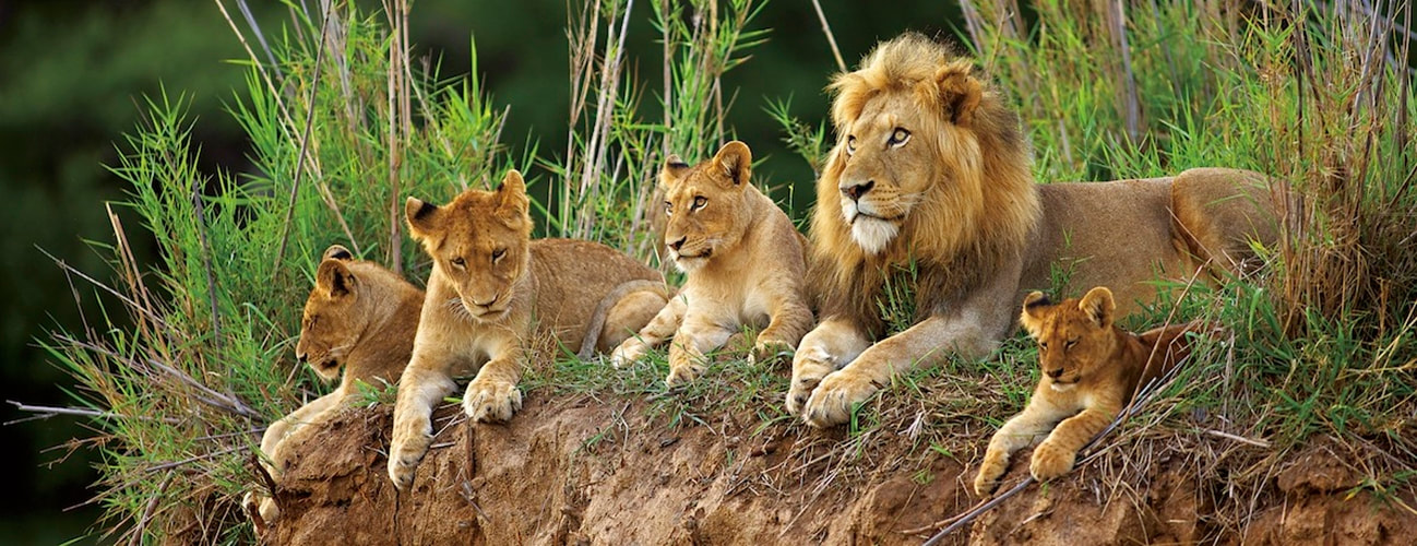 Lion Pride, Kapama Private Game Reserve