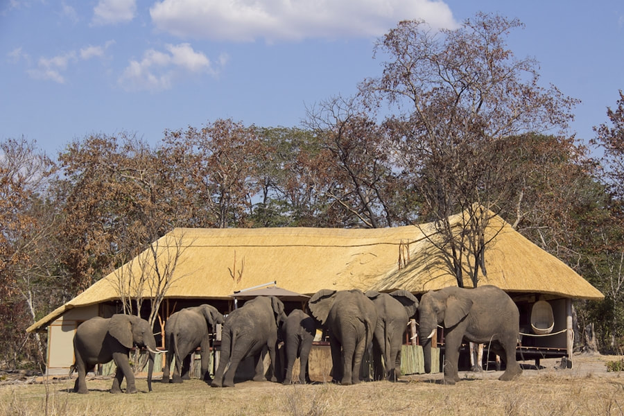 Elephants at the pool, Khulu Ivory Lodge, Hwange