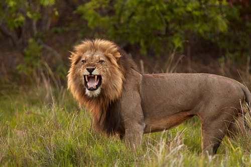 Lion, Kafue National Park