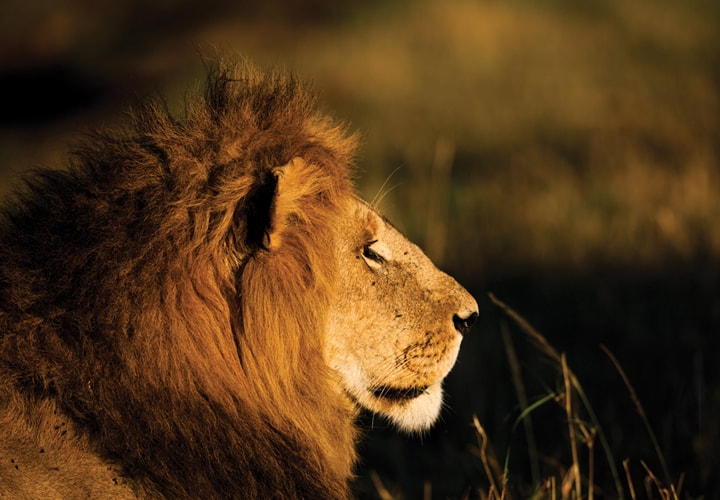 Lion, Kruger National Park 