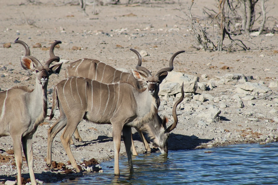 Kudu Bulls, waterhole, Etosha area, Namibia