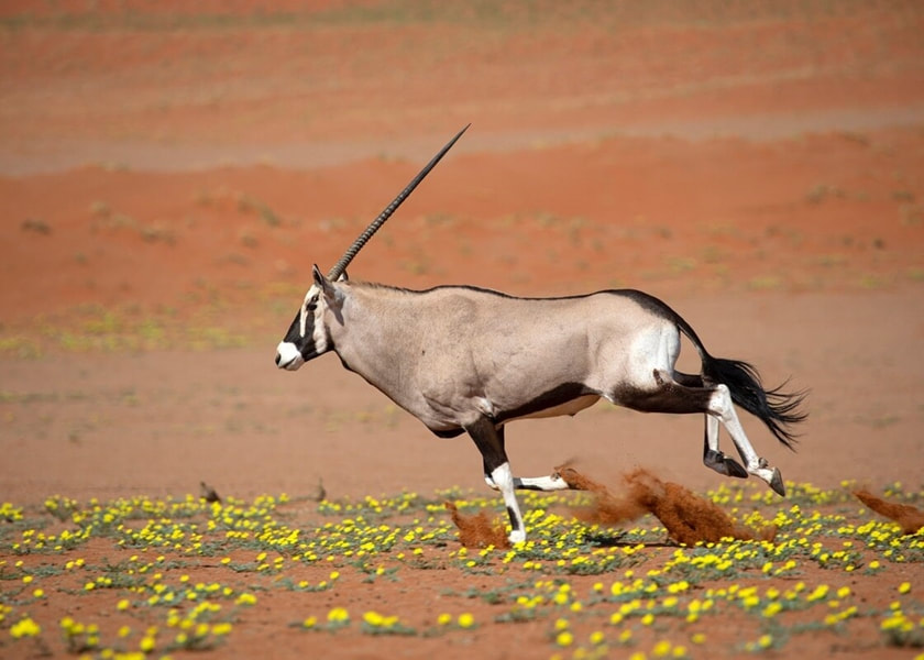 Oryx running in the dunes, near Sossusvlei, Namibia