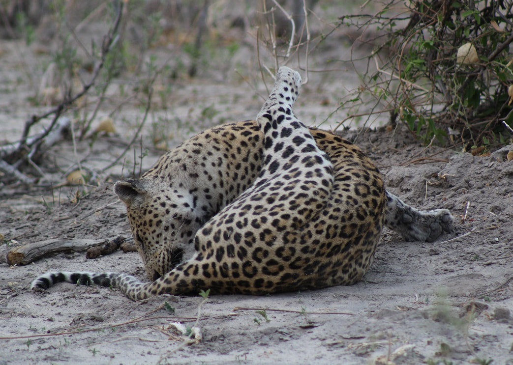 Leopard grooming, Okavango Delta