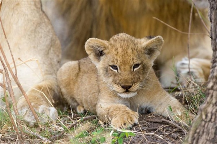 Lion cub, South Luangwa