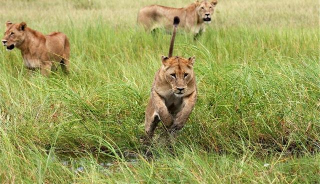 Lion hunt South Luangwa