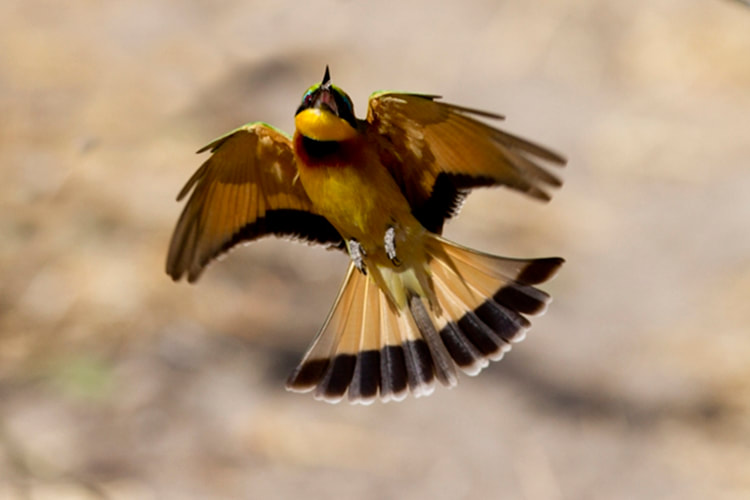 Little bee eater, Botswana