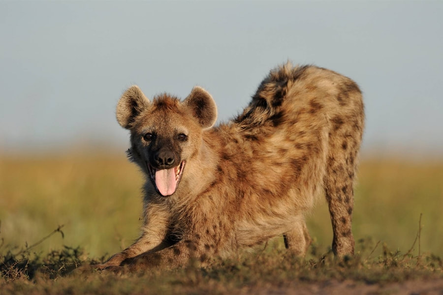 Spotted Hyena, Liuwa Plains