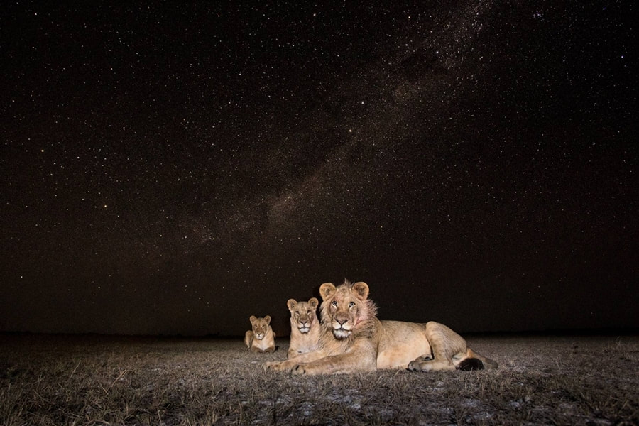 Lions, Liuwa Plains, Zambia