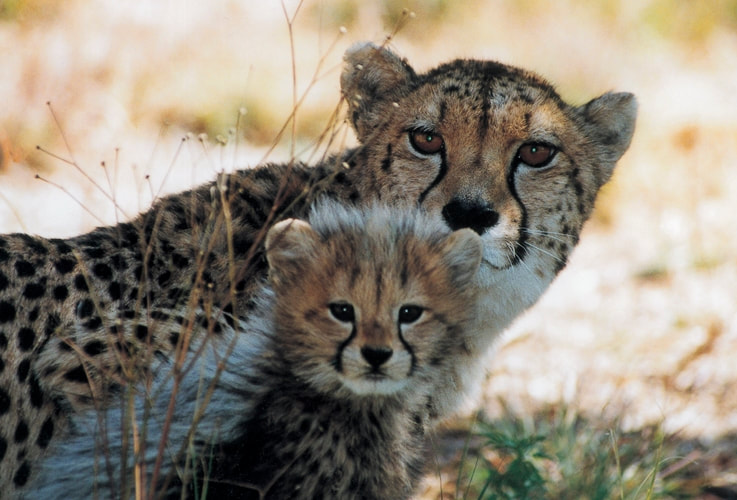 Cheetah and cub, Madikwe Game Reserve