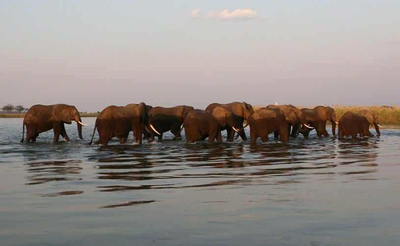 Elephant Herd, Mana Pools