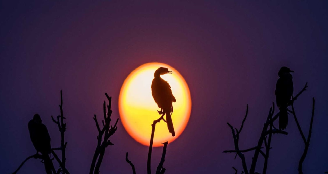 Cormorants at sunset, Botswana