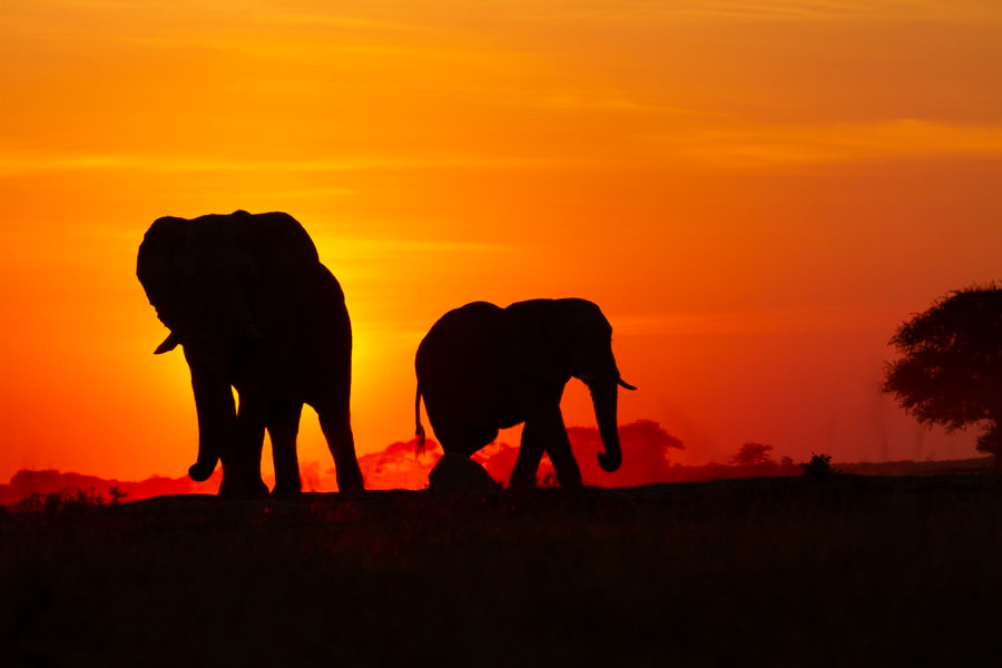 Elephants at sunset, Nxai Pan