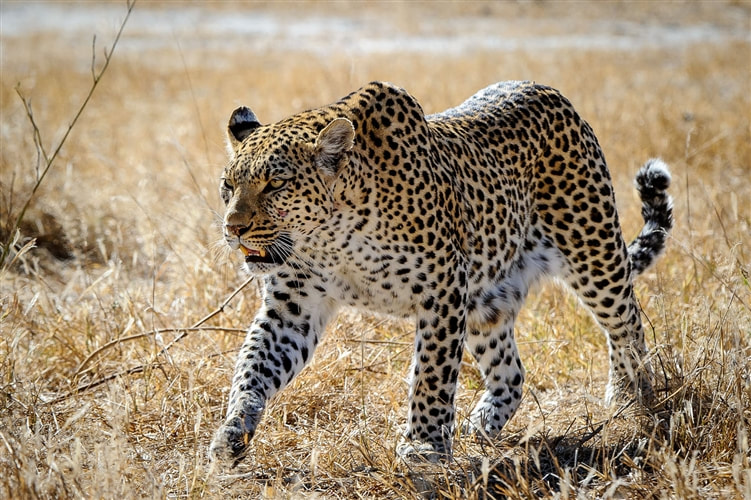 Leopard, Khwai Private Reserve